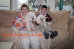 Moose_family_2